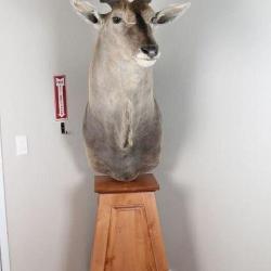 Eland Taxidermy Shoulder Mount