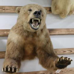 Grizzly Bear Taxidermy Should Mount
