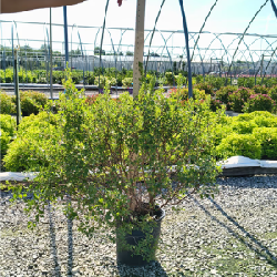 Container Shrubs