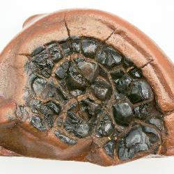 Unique Geological Formation Septarian Nodule