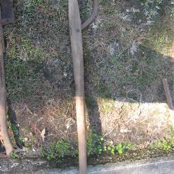 Antique Timber Log Peavey Roller