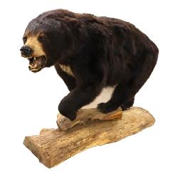 Taxidermy full body mount black bear on log base stand. www.SouthJerseyAuction.com