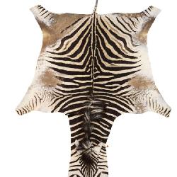 Vintage Genuine Zebra Hide Rug Pelt Tail Tip 10 Ft www.SouthJerseyAuction.com