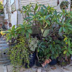 Plants 